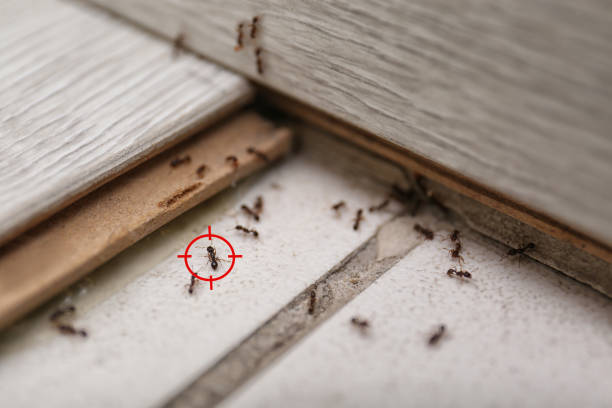 Reliable Upper Lake, CA Pest Control Solutions