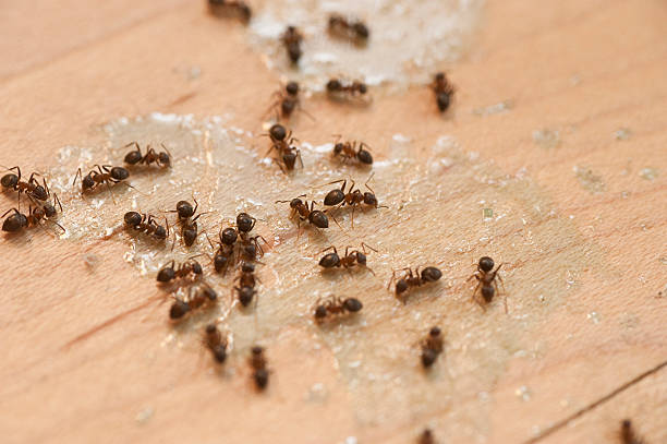  Upper Lake, CA Pest Control Pros