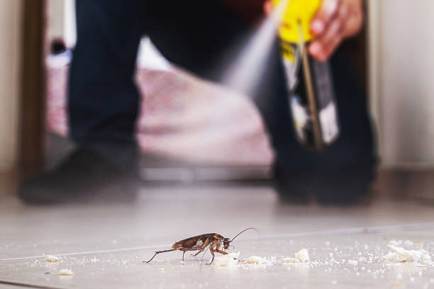 Best Affordable Pest Control Services  in Upper Lake, CA