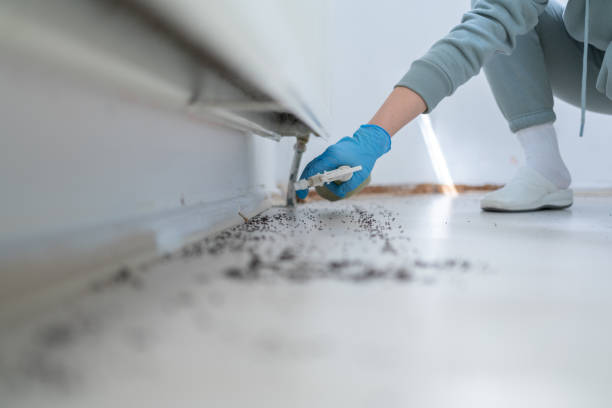 Best Bed Bug Extermination  in Upper Lake, CA